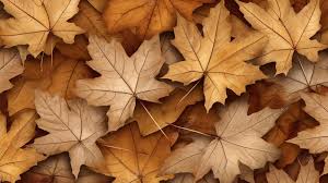 Herfstvakantie openingsaanbod